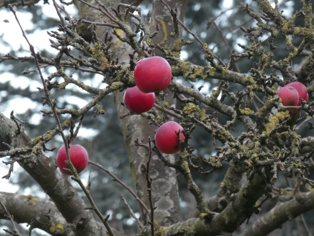 Natürlicher Baumschmuck, Äpfel im Dezember
