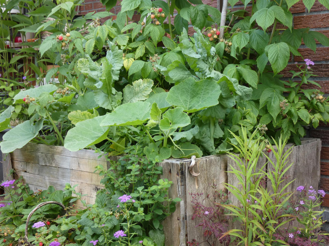 Kräuter und Beeren auf dem Balkon