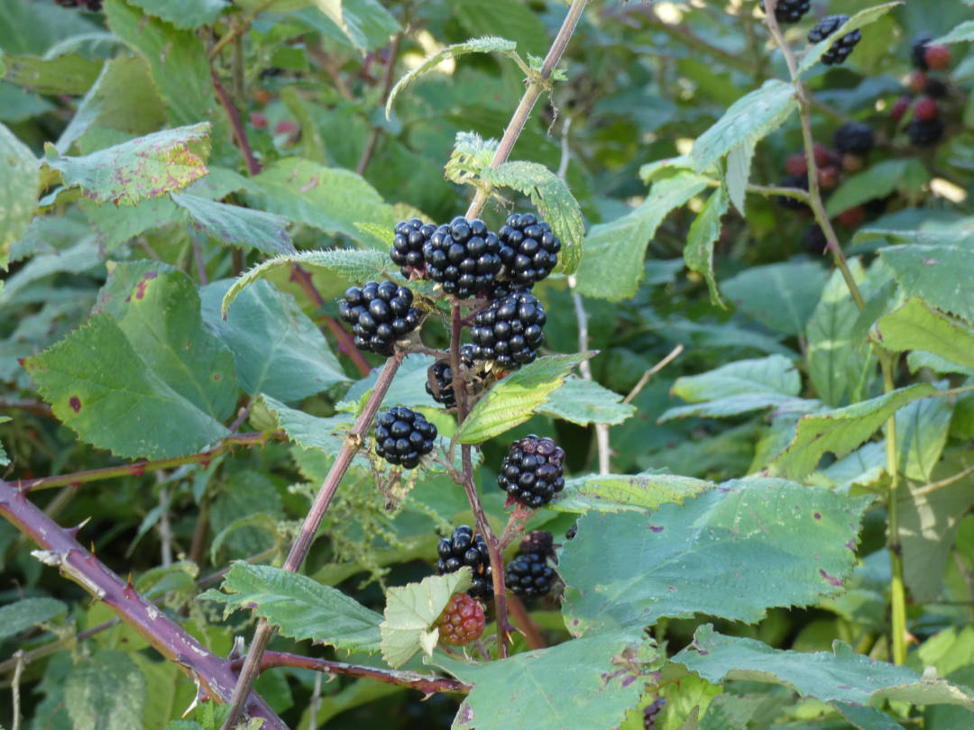 wild wachsende Brombeeren