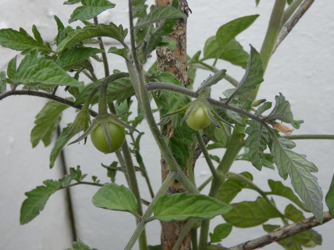 Tomaten noch klein und grün
