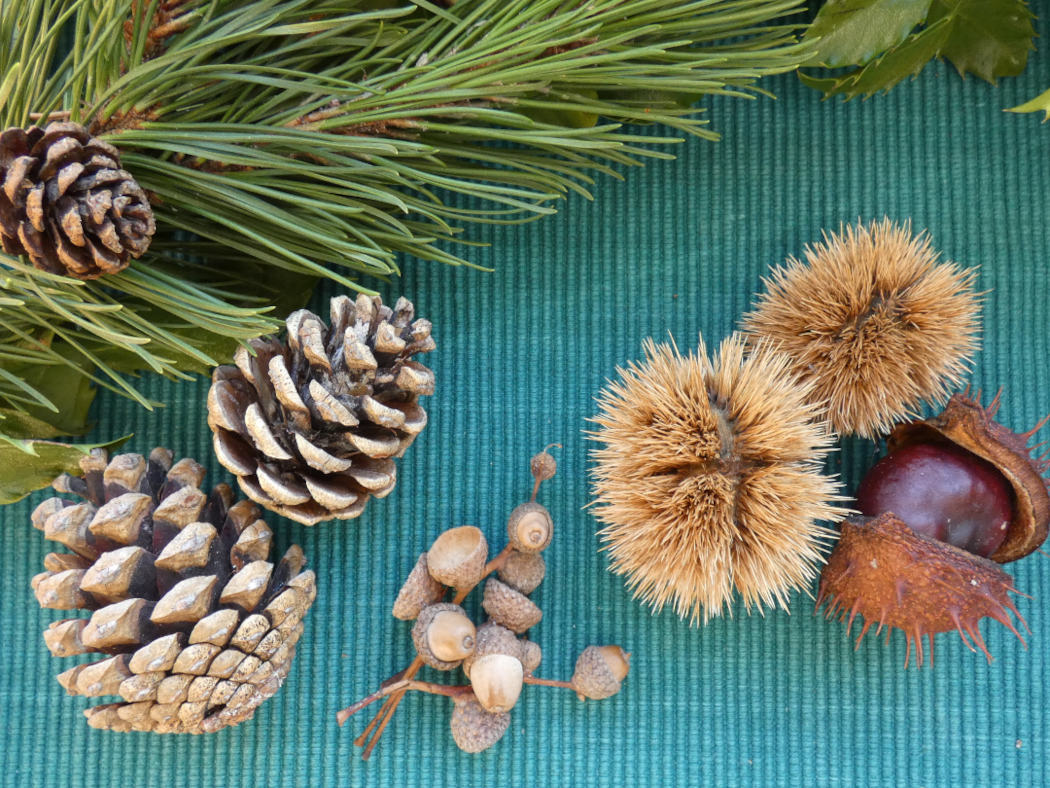 Kiefernzapfen, Eicheln mit Hütchen, Maronen und Rosskastanie mit Stachelkleid