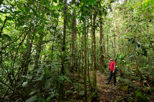 Regenwald in Ecuador